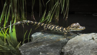 a baby gator sitting in a pond
