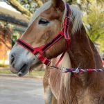 A horse in Houston, Texas